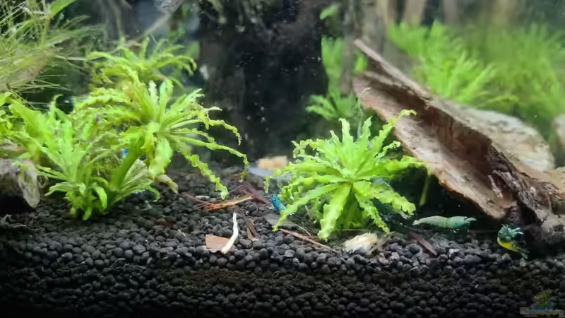 Besatz im Aquarium Haster Bergpfütze von Ralleplus FARA (5)