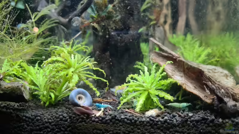 Besatz im Aquarium Haster Bergpfütze von Ralleplus FARA (6)