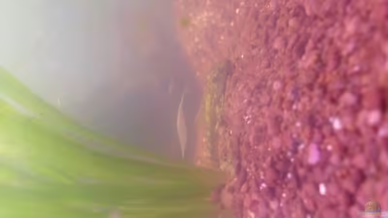 Besatz im Aquarium Hauptbecken von TheLegacy94 (10)