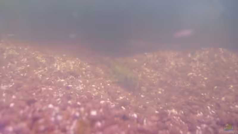 Besatz im Aquarium Hauptbecken von TheLegacy94 (11)