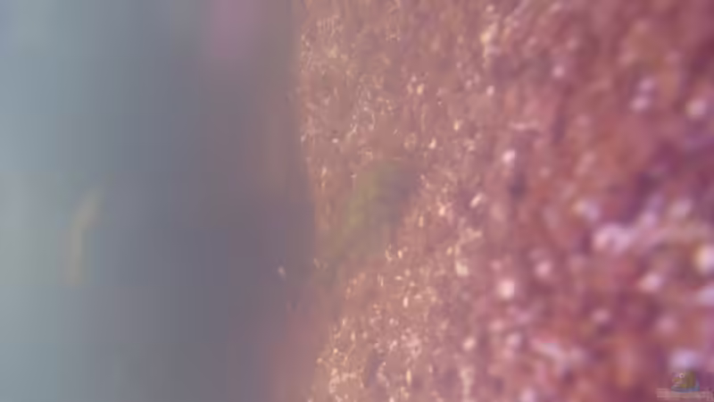 Besatz im Aquarium Hauptbecken von TheLegacy94 (12)