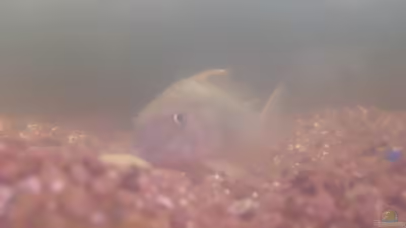 Besatz im Aquarium Hauptbecken von TheLegacy94 (13)