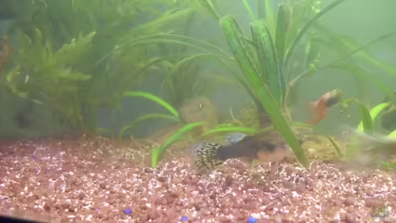 Besatz im Aquarium Hauptbecken von TheLegacy94 (14)