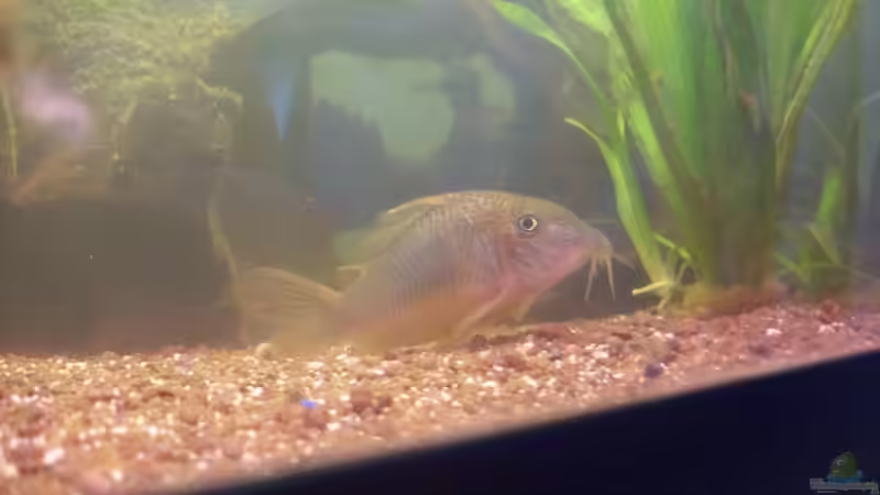 Besatz im Aquarium Hauptbecken von TheLegacy94 (15)