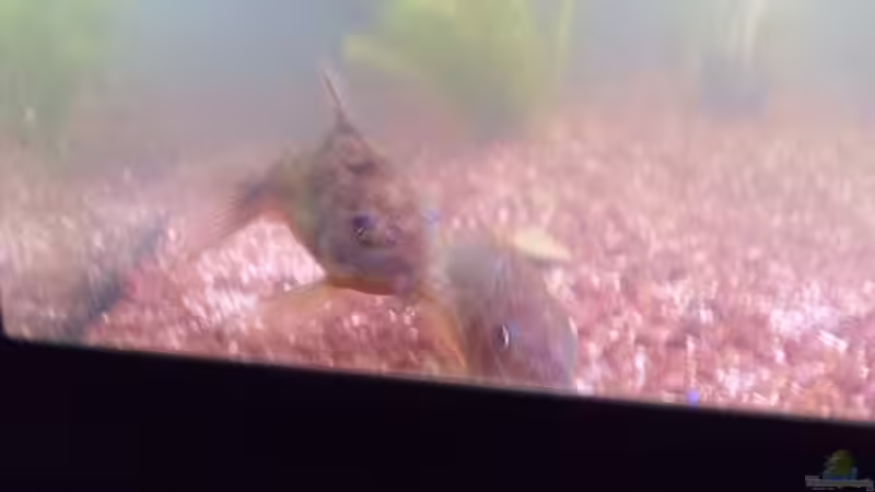 Besatz im Aquarium Hauptbecken von TheLegacy94 (9)