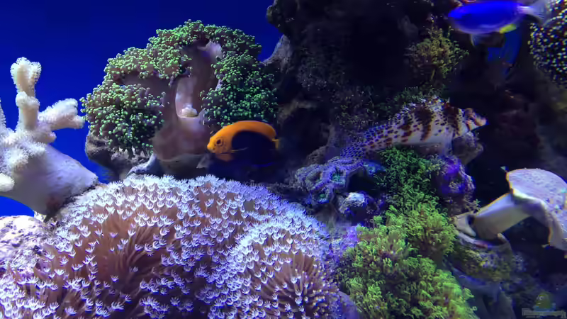 Besatz im Aquarium Hawaiian Tank von uschi vanHouten (10)