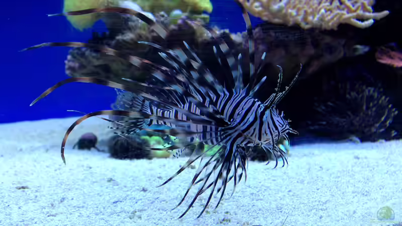 Besatz im Aquarium Hawaiian Tank von uschi vanHouten (12)