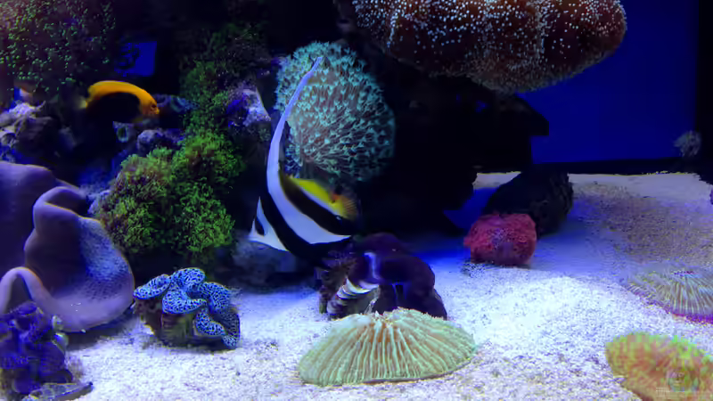 Besatz im Aquarium Hawaiian Tank von uschi vanHouten (13)