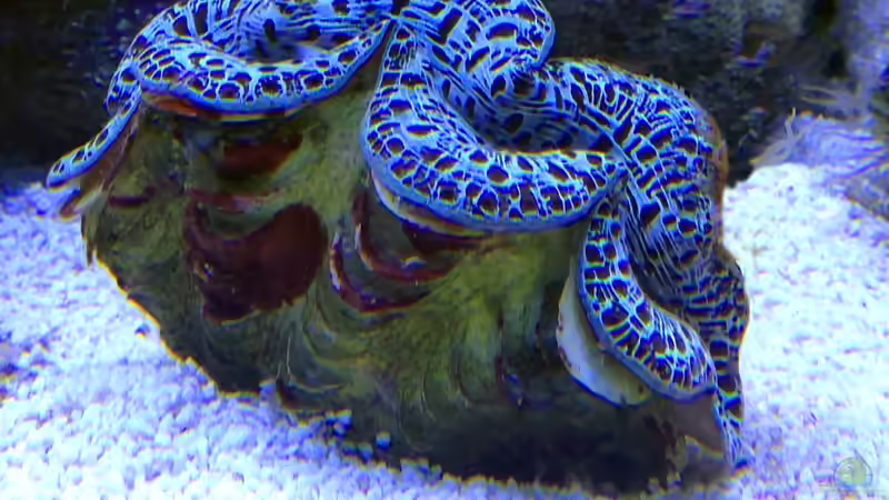 Besatz im Aquarium Hawaiian Tank von uschi vanHouten (14)