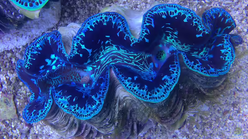 Besatz im Aquarium Hawaiian Tank von uschi vanHouten (15)