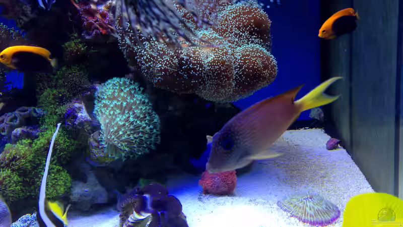 Besatz im Aquarium Hawaiian Tank von uschi vanHouten (16)