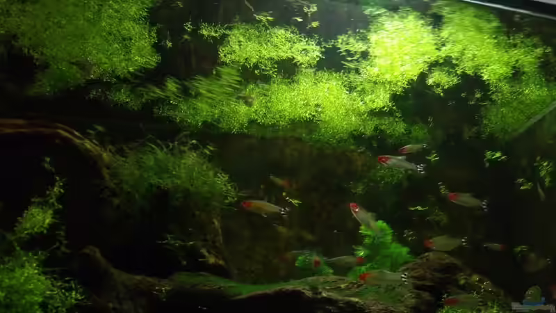 Besatz im Aquarium Heimat der Segelflosser von PH Neutral (48)