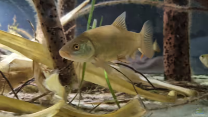 Besatz im Aquarium Heimisches Kaltwasserbecken von Clemens R (5)