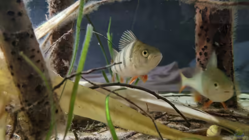 Besatz im Aquarium Heimisches Kaltwasserbecken von Clemens R (6)