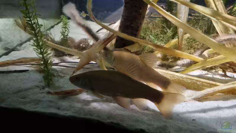 Besatz im Aquarium Heimisches Kaltwasserbecken von Clemens R (7)