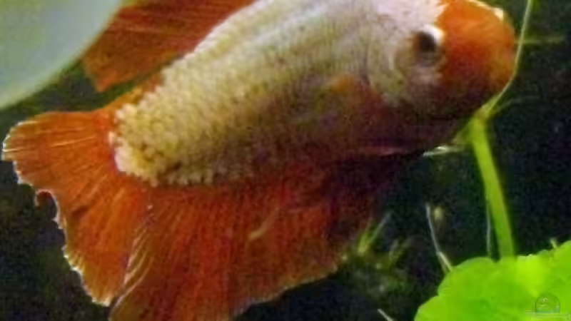 Besatz im Aquarium Heinzi´s Reich von Caricciola (10)