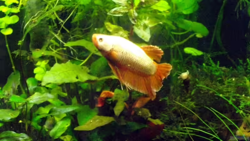 Besatz im Aquarium Heinzi´s Reich von Caricciola (9)