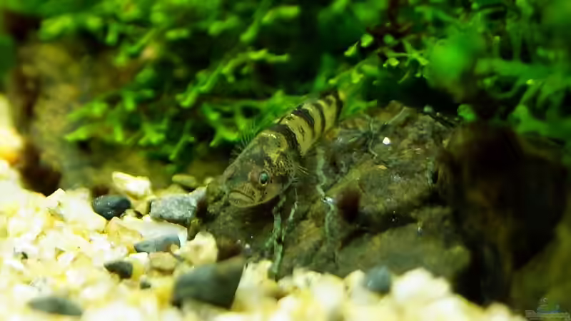 Besatz im Aquarium Hello old Quercus von -serok- (5)