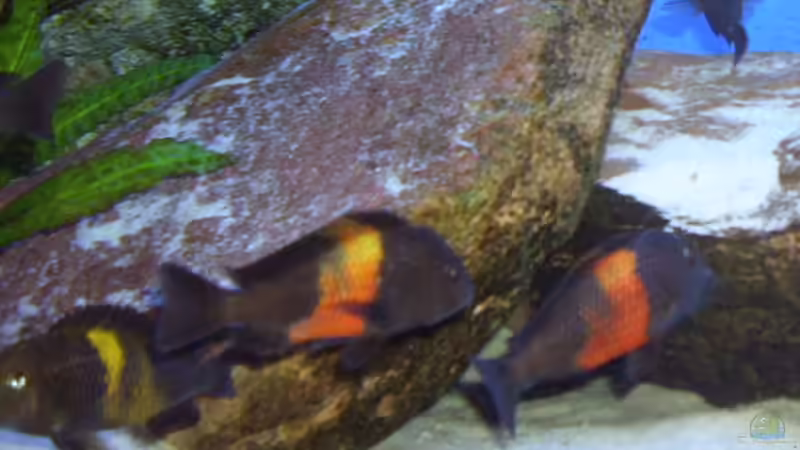 Besatz im Aquarium Herzinfarktrisikosenker, nur noch als Beispiel von Niklot (12)