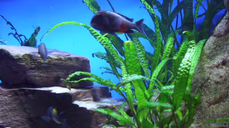 Besatz im Aquarium Herzinfarktrisikosenker, nur noch als Beispiel von Niklot (13)