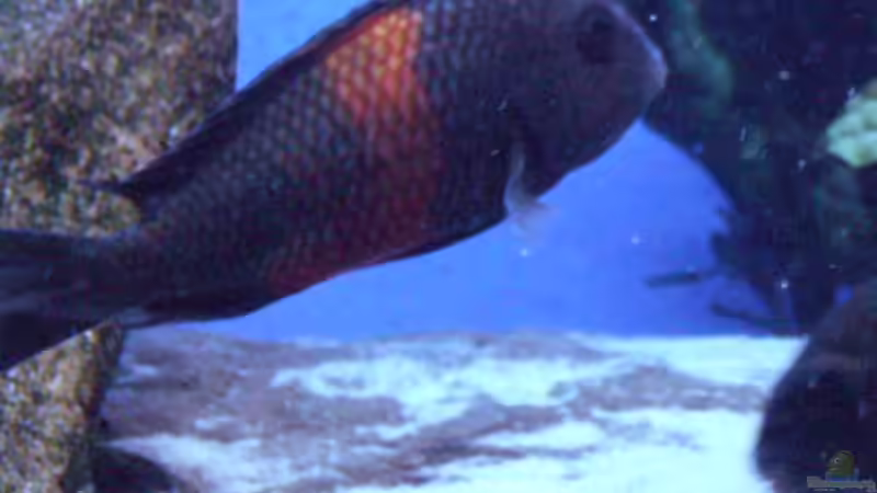 Besatz im Aquarium Herzinfarktrisikosenker, nur noch als Beispiel von Niklot (14)