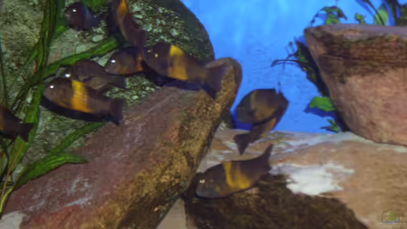 Besatz im Aquarium Herzinfarktrisikosenker, nur noch als Beispiel von Niklot (15)