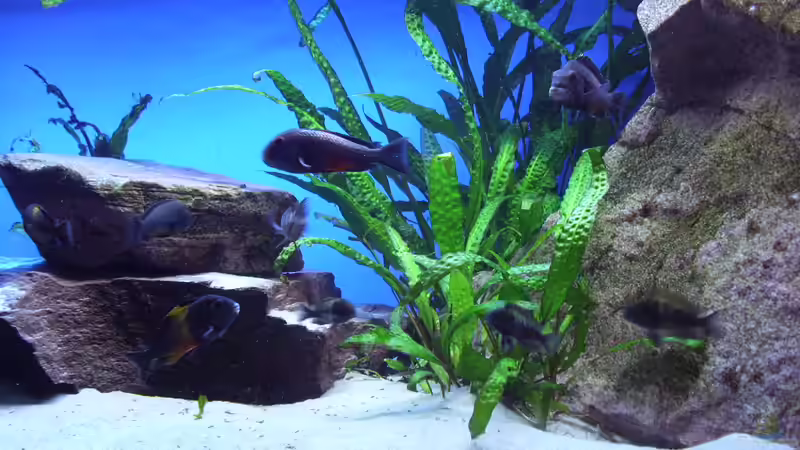 Besatz im Aquarium Herzinfarktrisikosenker, nur noch als Beispiel von Niklot (16)