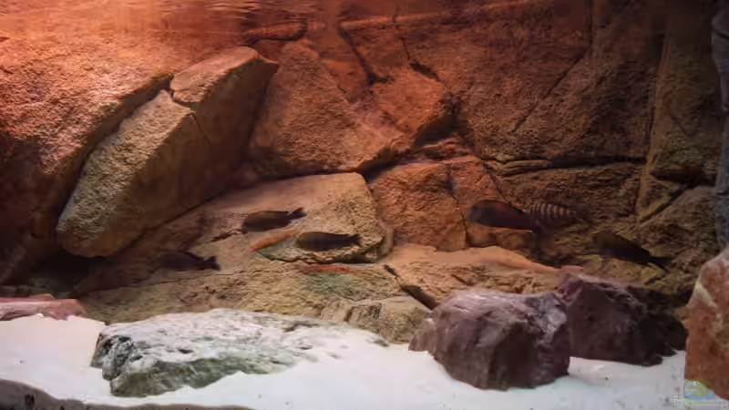 Besatz im Aquarium Herzinfarktrisikosenker II von Niklot (12)