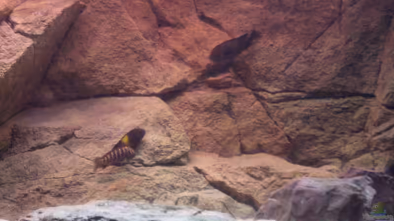 Besatz im Aquarium Herzinfarktrisikosenker II von Niklot (13)