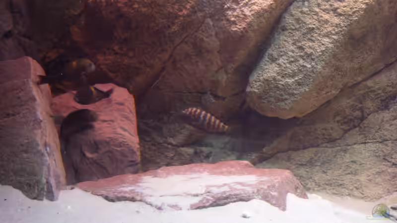 Besatz im Aquarium Herzinfarktrisikosenker II von Niklot (15)