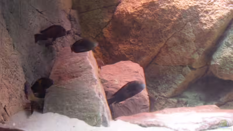 Besatz im Aquarium Herzinfarktrisikosenker II von Niklot (17)