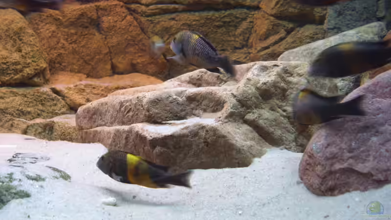 Besatz im Aquarium Herzinfarktrisikosenker II von Niklot (19)