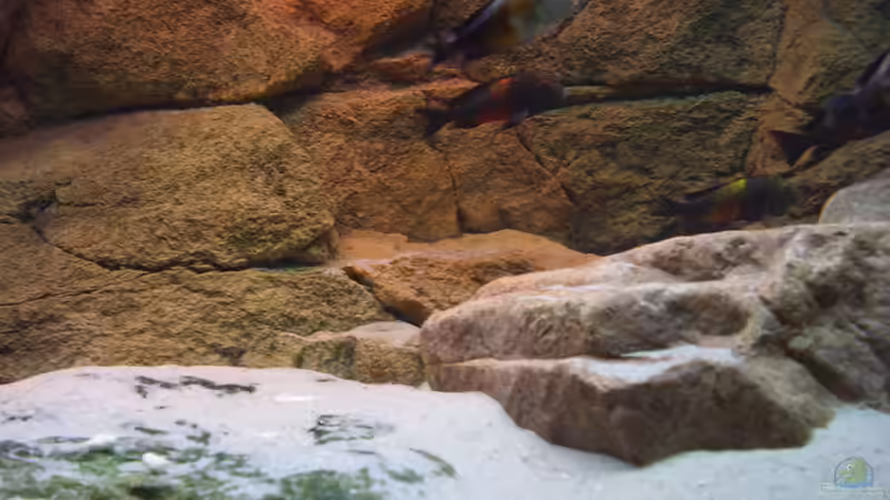 Besatz im Aquarium Herzinfarktrisikosenker II von Niklot (20)