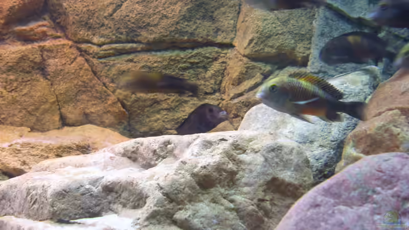 Besatz im Aquarium Herzinfarktrisikosenker II von Niklot (21)