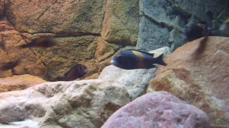 Besatz im Aquarium Herzinfarktrisikosenker II von Niklot (23)