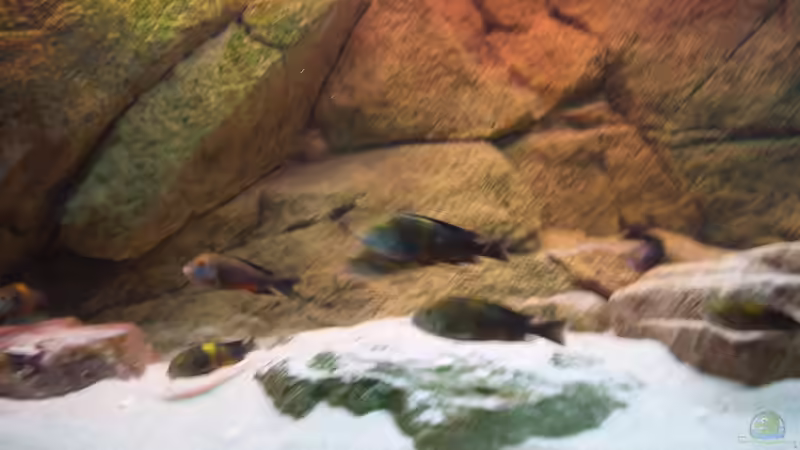 Besatz im Aquarium Herzinfarktrisikosenker II von Niklot (24)