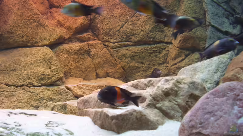 Besatz im Aquarium Herzinfarktrisikosenker II von Niklot (25)