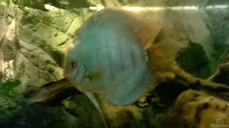 Besatz im Aquarium Hessen Rio von Lars Ascher (54)