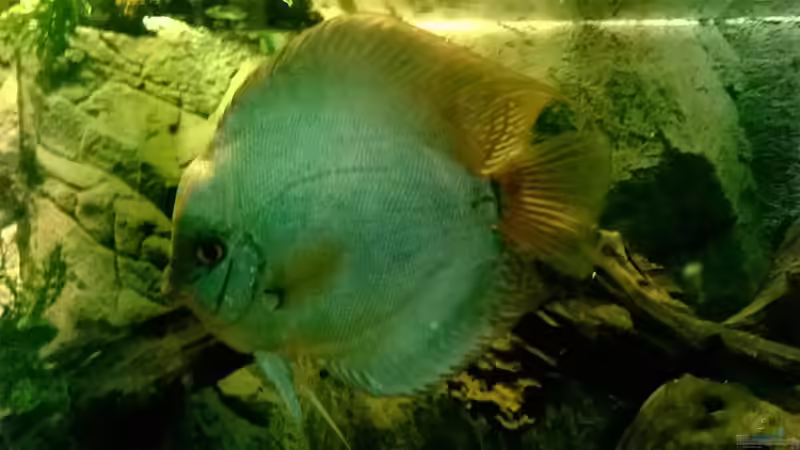 Besatz im Aquarium Hessen Rio von Lars Ascher (55)