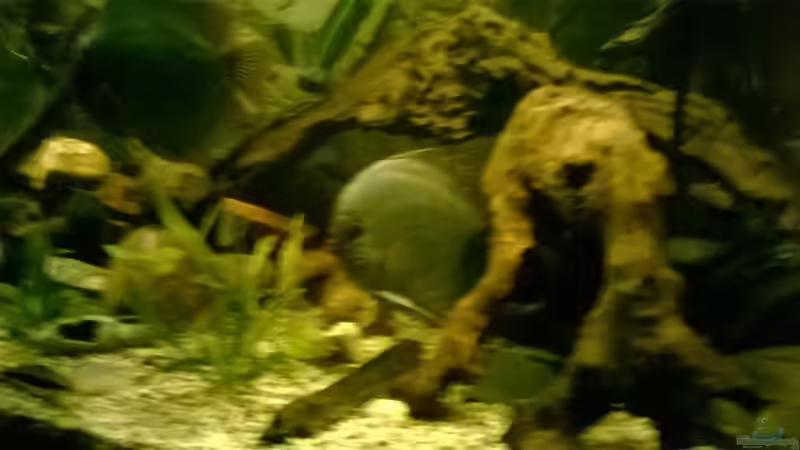 Besatz im Aquarium Hessen Rio von Lars Ascher (72)