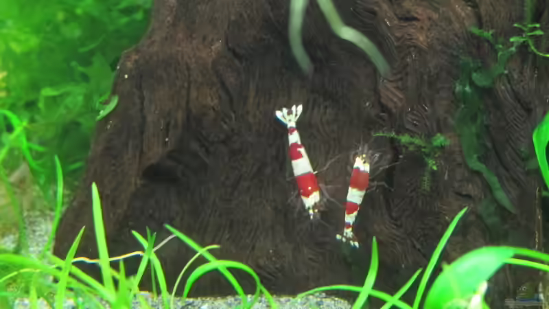 Besatz im Aquarium Hinomaru (AUFGELÖST) von Sarah (20)