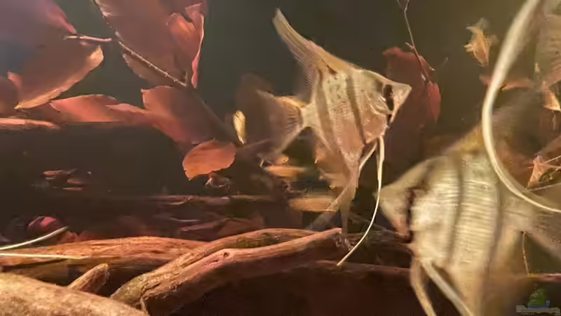 Besatz im Aquarium HoChbaCh Amazonas von Corvatsch (19)