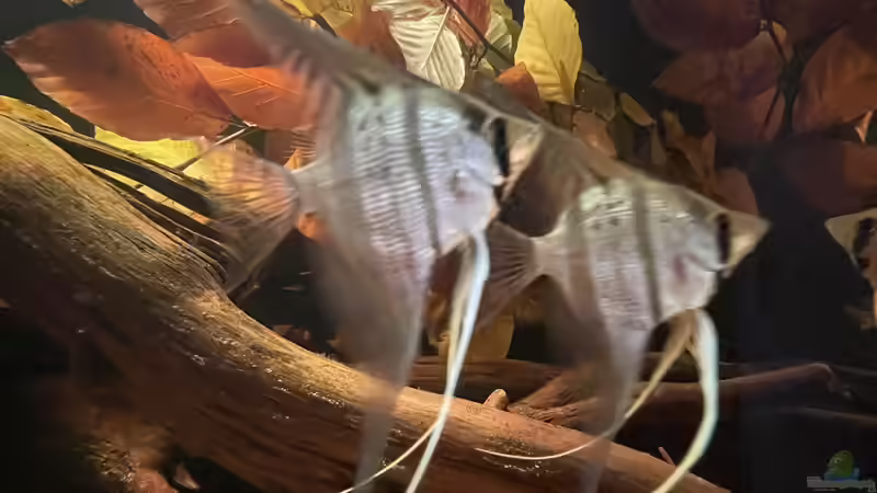 Besatz im Aquarium HoChbaCh Amazonas von Corvatsch (21)