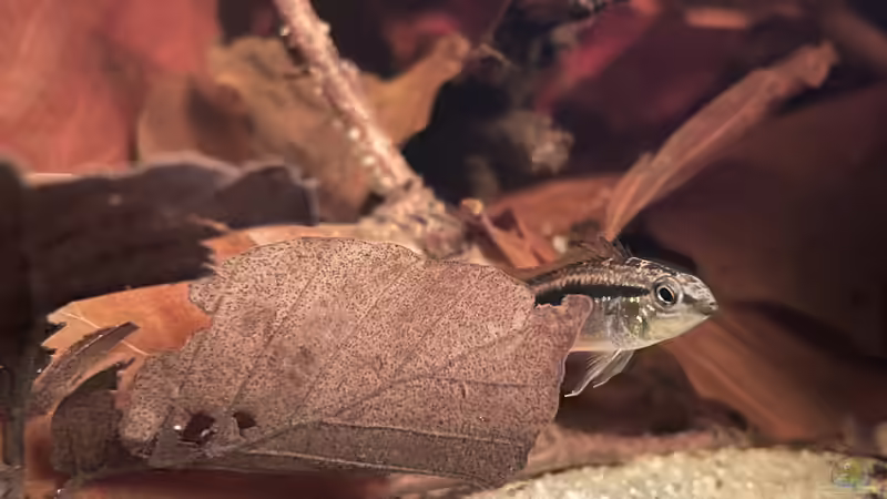 Besatz im Aquarium HoChbaCh Amazonas von Corvatsch (22)