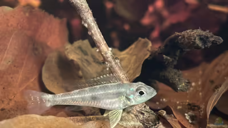 Besatz im Aquarium HoChbaCh Amazonas von Corvatsch (23)