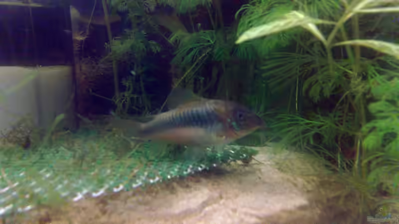 Besatz im Aquarium hohes Becken von Welslau (5)