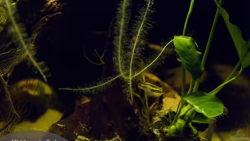 Besatz im Aquarium Home of Pelvicachromis von Benjamin Hamann (16)