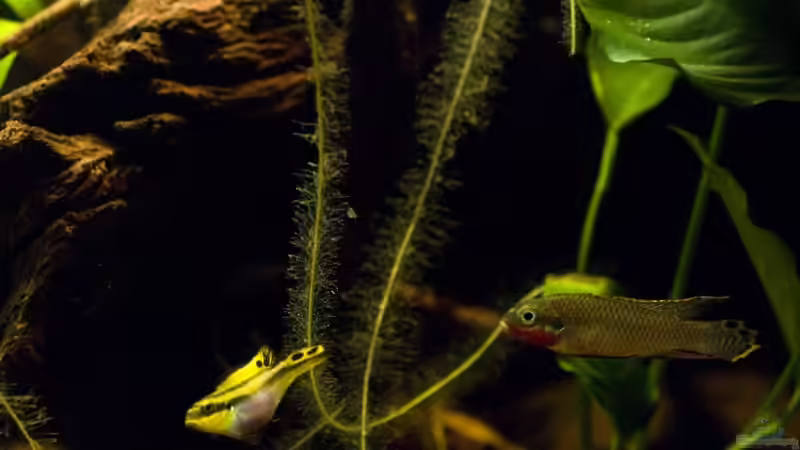 Besatz im Aquarium Home of Pelvicachromis von Benjamin Hamann (19)