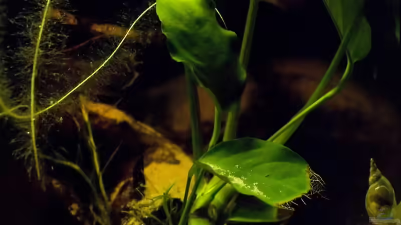 Besatz im Aquarium Home of Pelvicachromis von Benjamin Hamann (22)