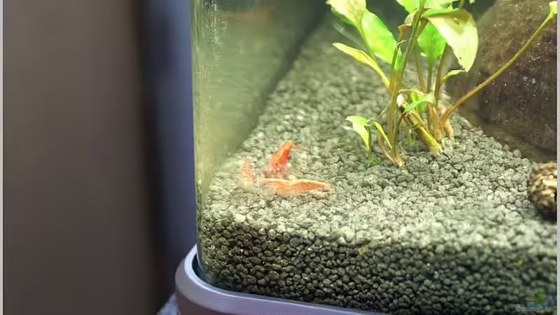 Besatz im Aquarium Home of RedFire 40 von Christian Zwick (17)